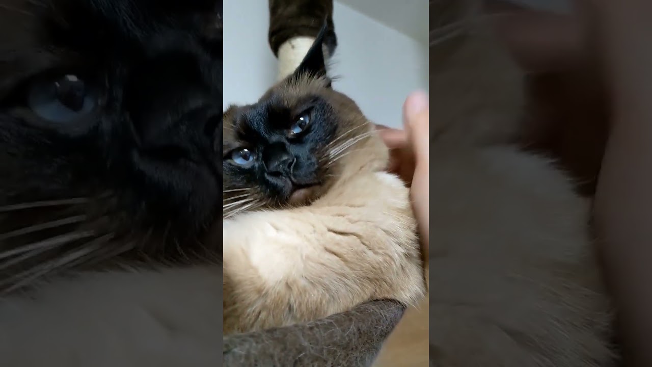 今日は触られたくない気分のシャム猫 #shorts #81 #cat #meow #シャム猫 #猫のいる暮らし #猫のいる日常 #ねこ動画