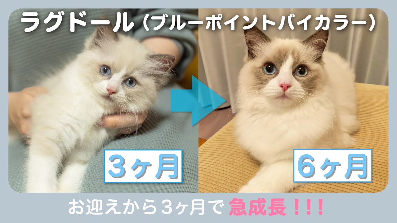 子猫のラグドールがお迎えから3ヶ月で急成長！｜猫の日常