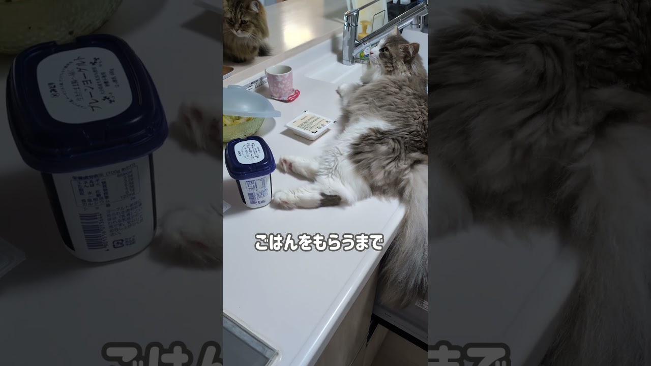 朝ごはんを早く食べたい猫の戦略【ミヌエット＆ノルウェージャンフォレストキャット】＃Shorts