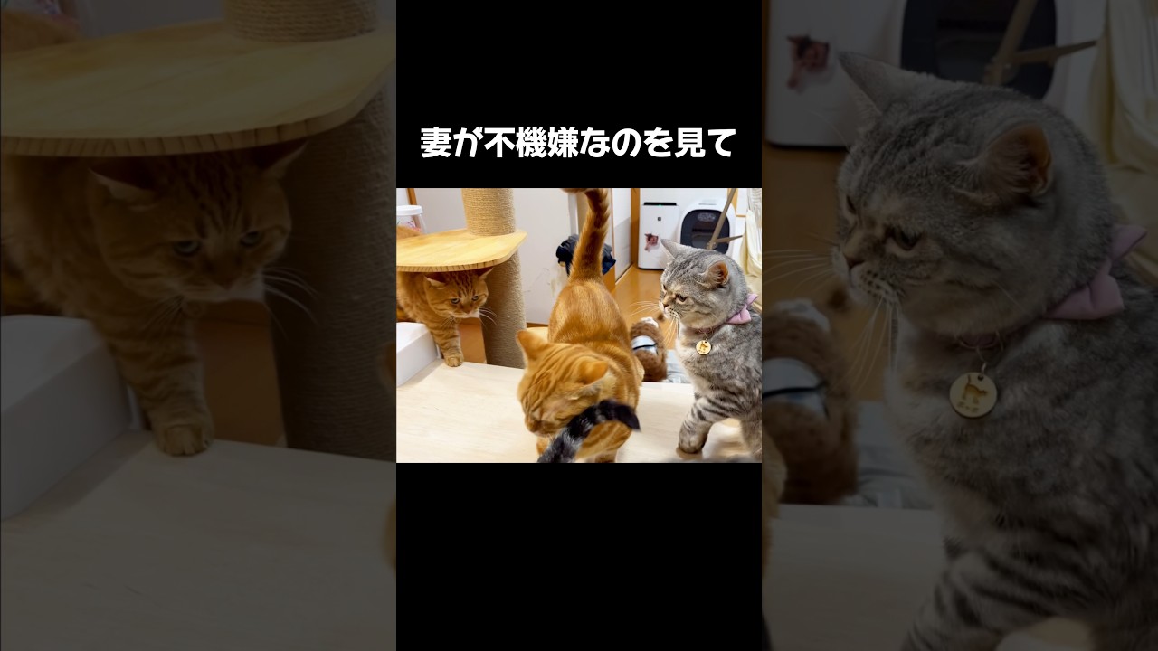 妻が不機嫌なのを見てしまい... #猫 #マンチカン #shorts