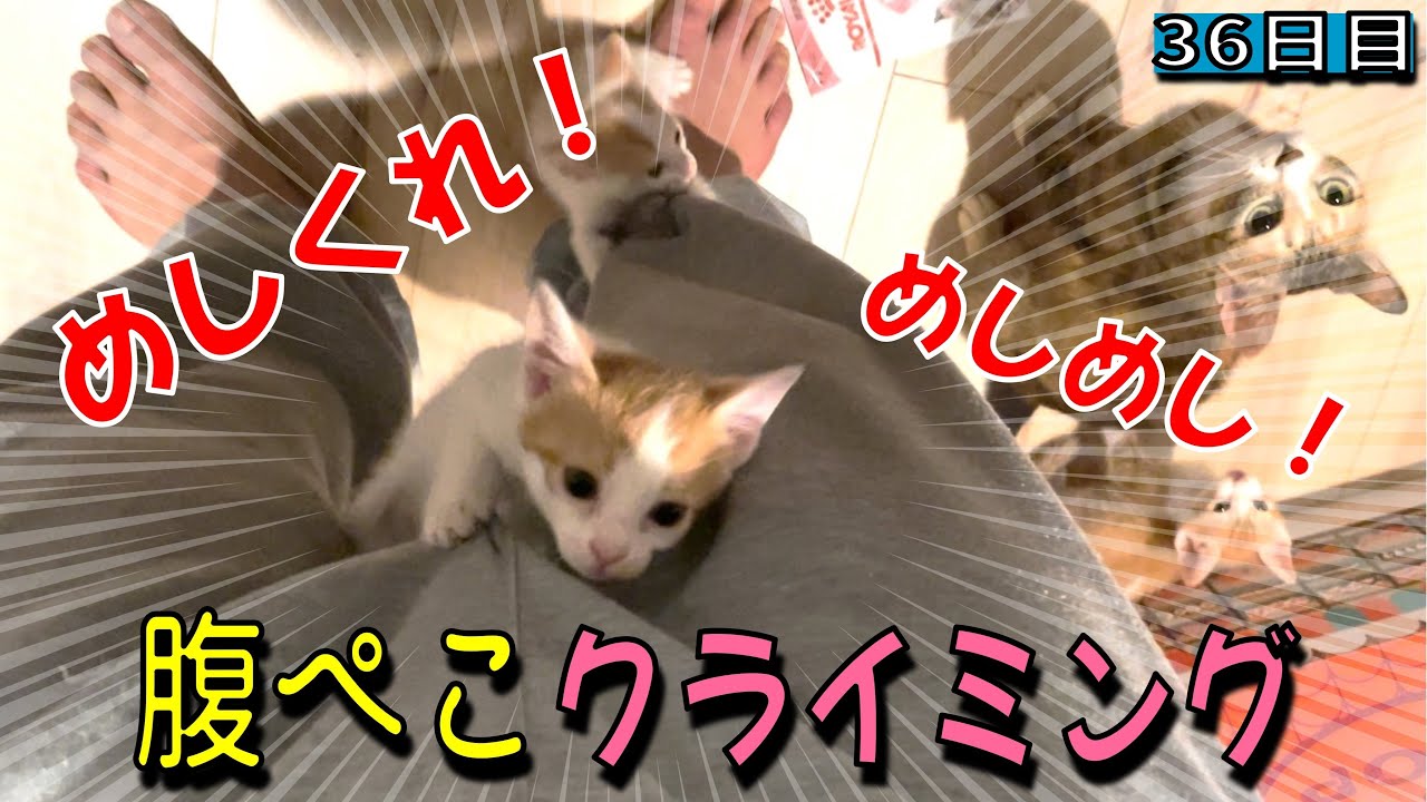 離乳食に目覚めた子猫の食欲がすごい…！【37日目】