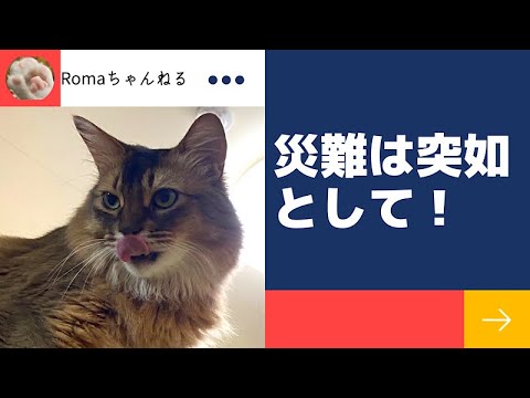 #shorts アビたんの災難⁉︎【ソマリ】