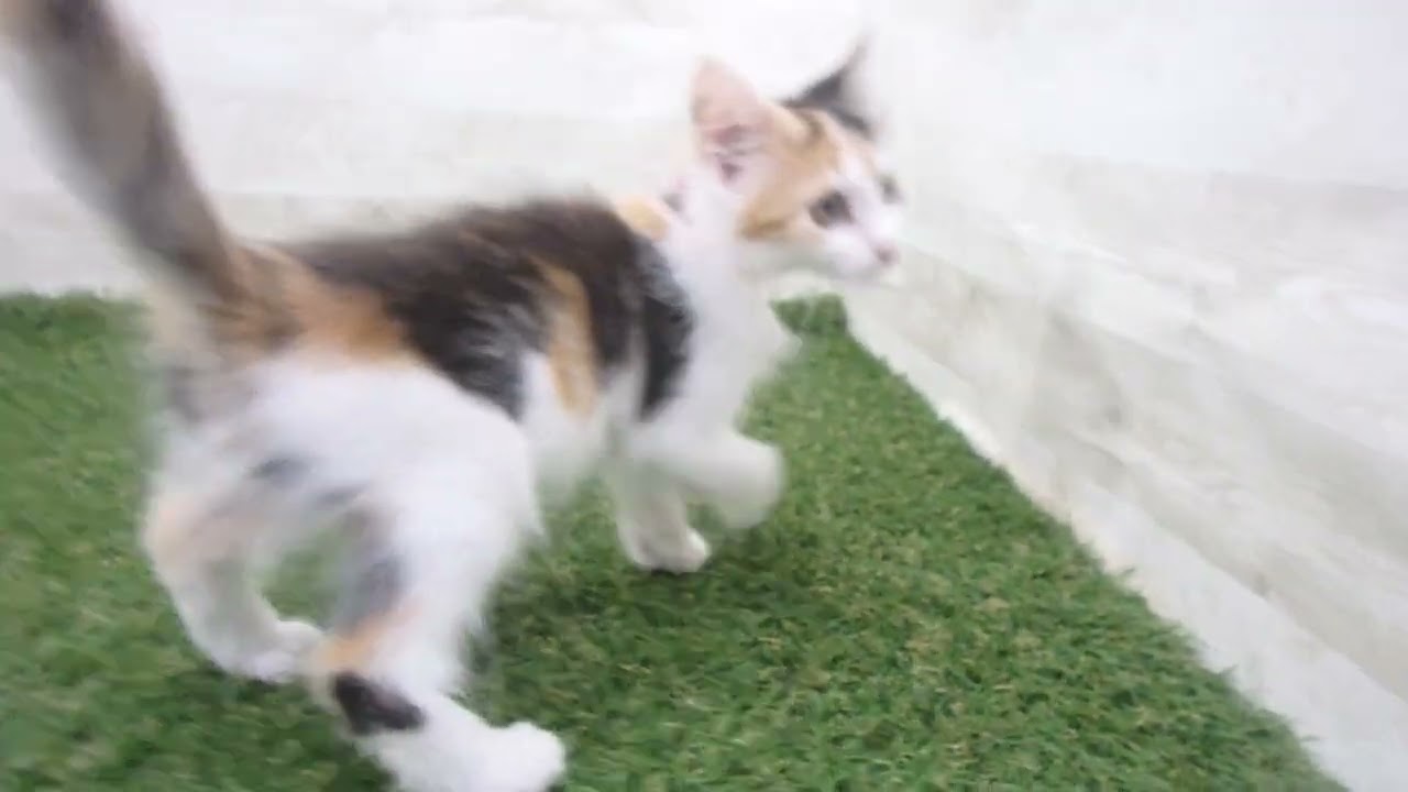 Coo&RIKU　No00681076 アメリカンショートヘアー