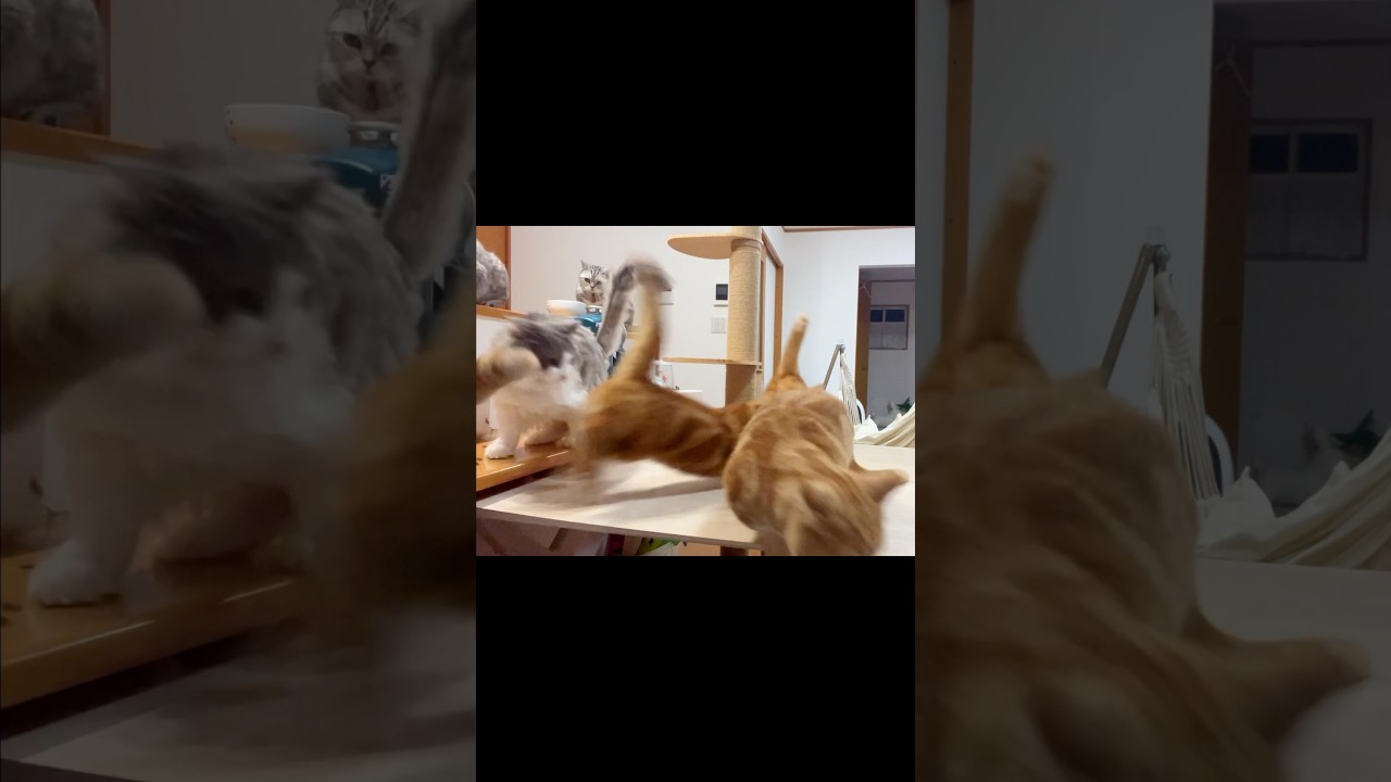 一斉に猫たちが逃げ出したけど... #猫 #マンチカン #shorts