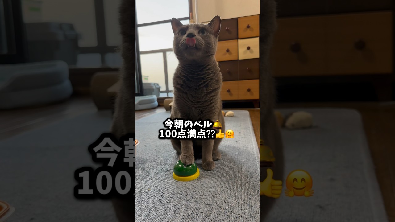 【ロシアンブルー】めろん、今朝のベル🛎️押し〜完璧やん👌🥹【猫】#shorts