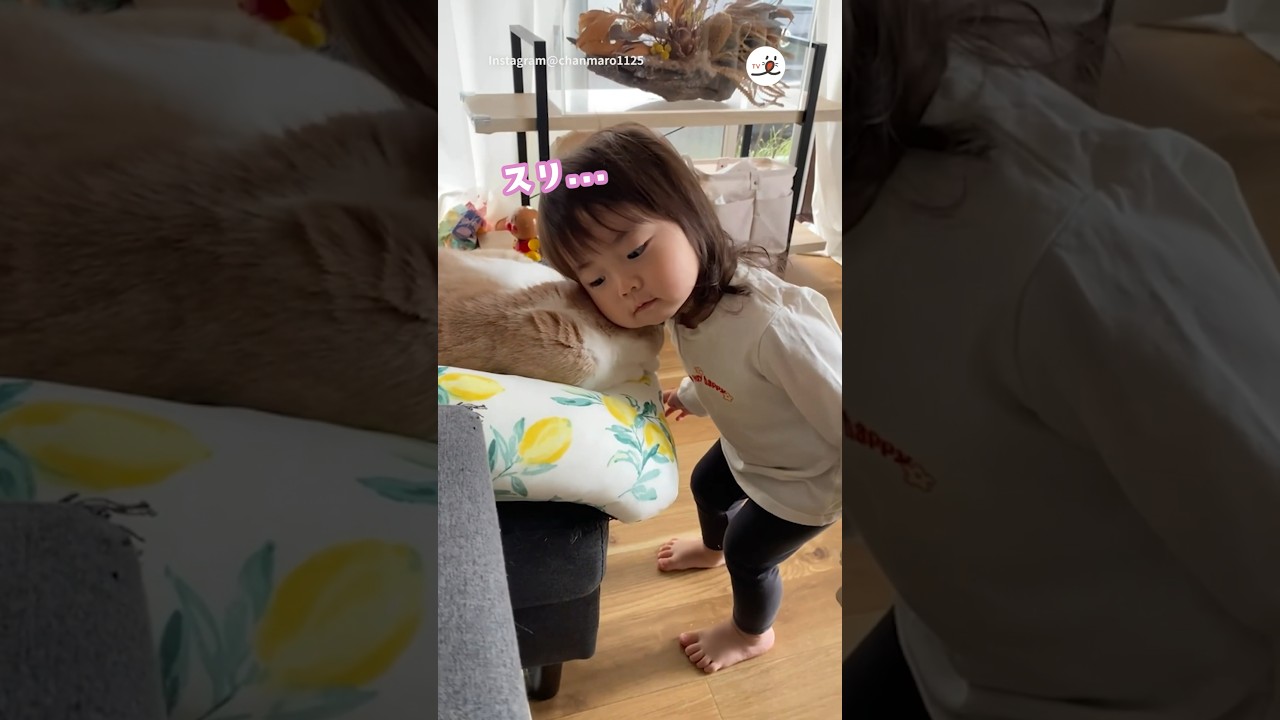 ニャンコへの触れ方が優しい女の子🥰｜PECO #スコティッシュフォールド #猫 #愛猫家 #猫のいる暮らし #scottishfold #cat #catlover #catlife