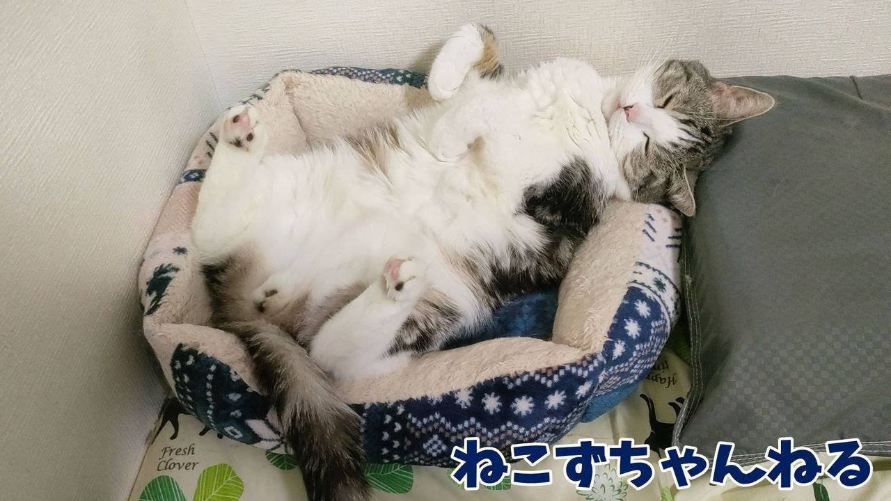 私の枕元で眠る猫がコチラです　スコティッシュフォールド「ふく」　ねこずちゃんねる809 #猫 #ねこ #cat  #スコティッシュフォールド