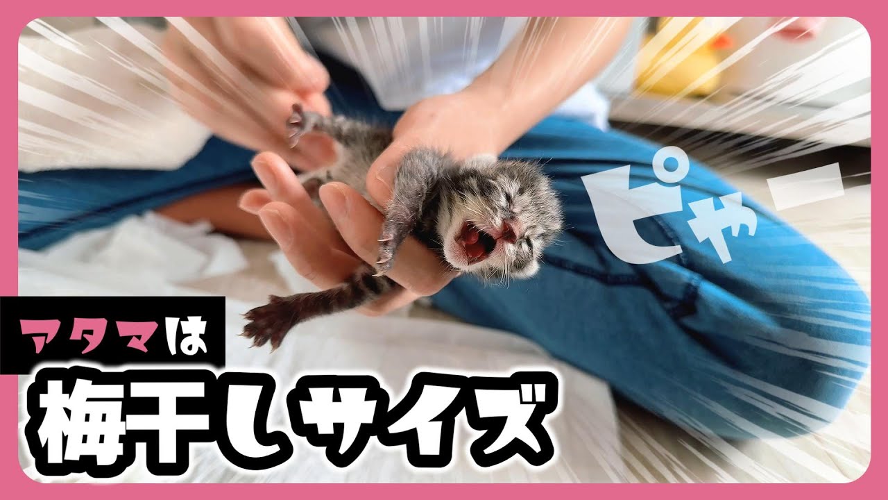 【74g→〇〇g】「ぴゃーぴゃー」ちっちゃすぎる子猫 クロネコのヤマト見学に来ました【保護猫生活2日目】