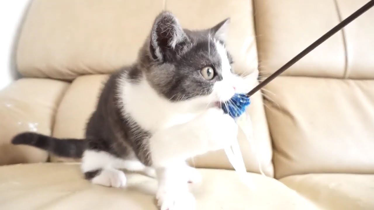 セルカークレックス子猫　2024.2.3産まれ 　ブラックタビー＆ホワイト　　女の子　Selkirk Rex　シーダキャット猫のお店