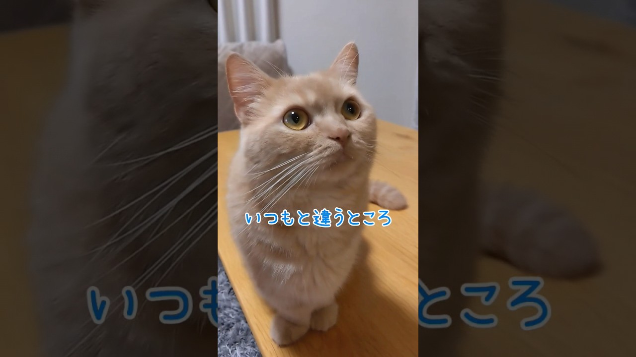 【いつもと違うマンチカン】 #shorts #猫 #ねこ #cat
