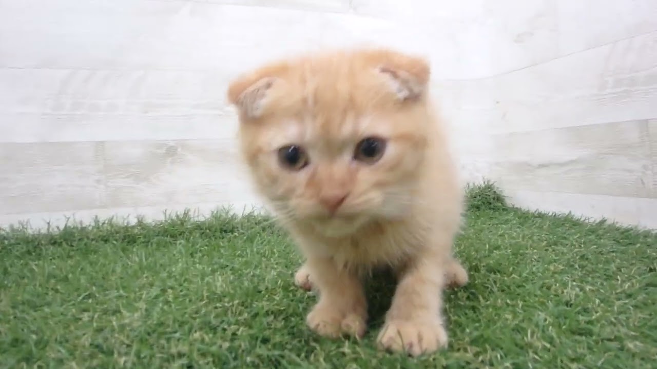 Coo&RIKU　No00681069 スコティッシュフォールド