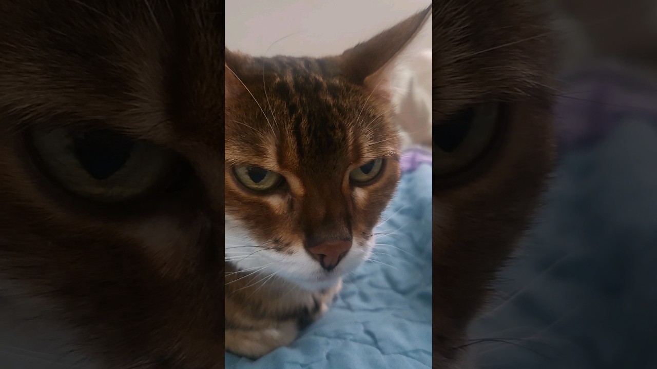 Catloaf Says "Get The Face!!!"