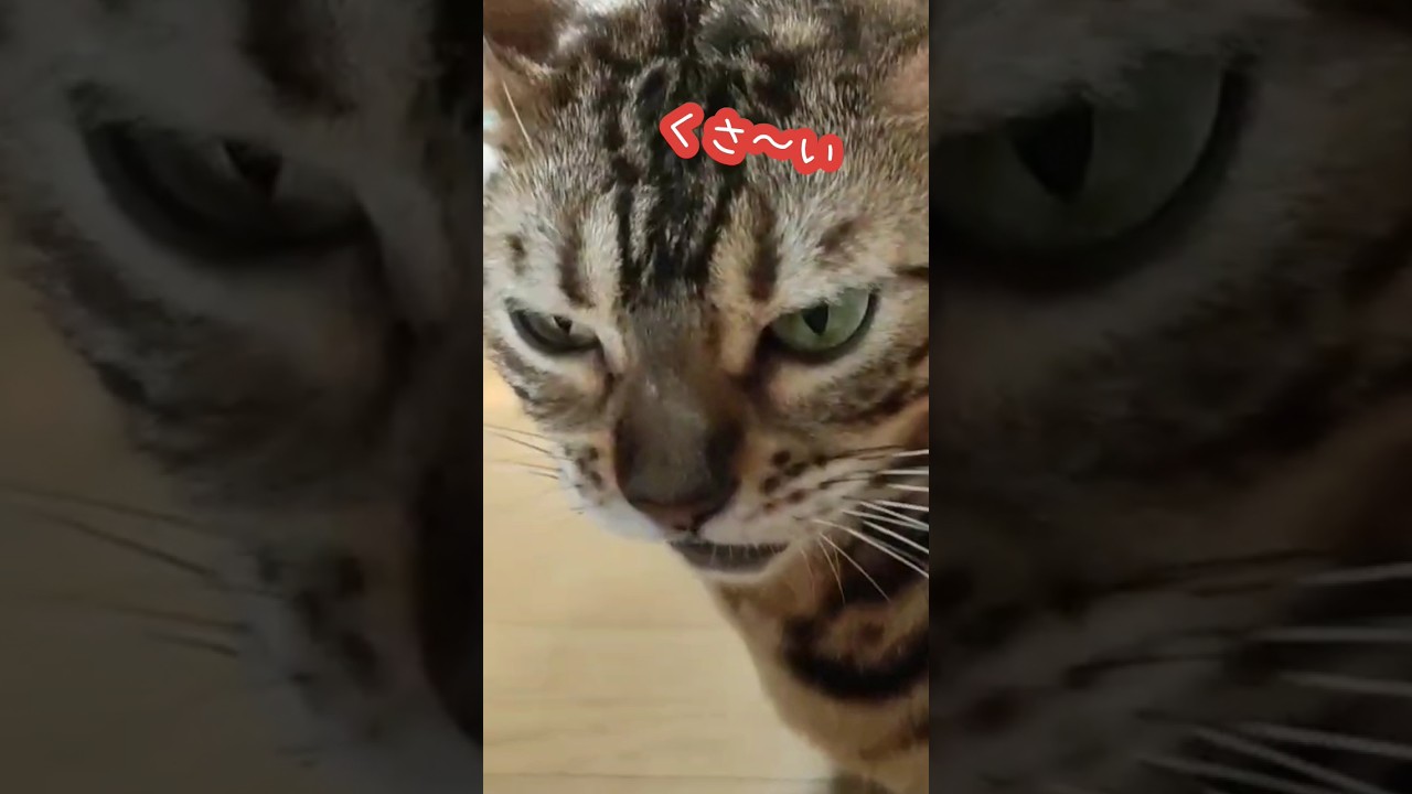 おしりに近づくと〜♪　ベルのくさ〜い顔#shorts