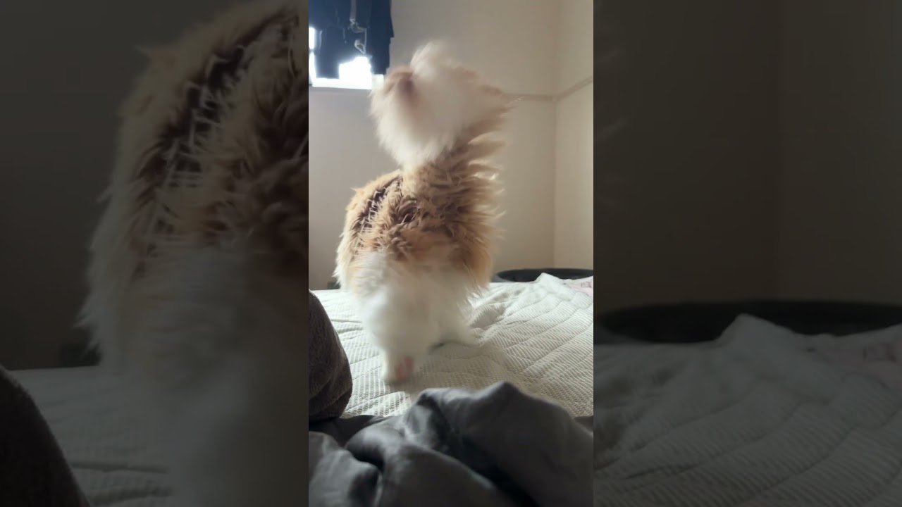 ヤマトさん来るにゃ！　#cat #ラガマフィン #ragamuffin #猫のいる暮らし