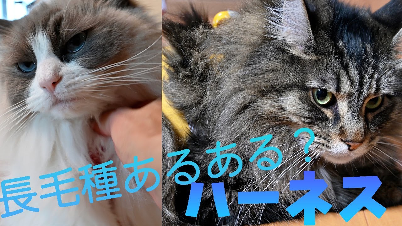 サイズアップしたハーネスを久しぶりにつけたラグドールとメインクーン。サイズが小さい？これは長毛あるあるでしょうか？