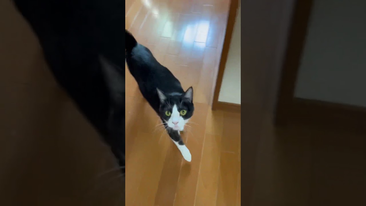 「ひまわり〜」って言うと「ニャッ」