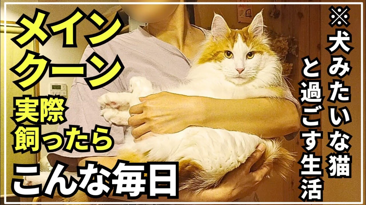 大型猫メインクーンが居る生活はこんな感じ