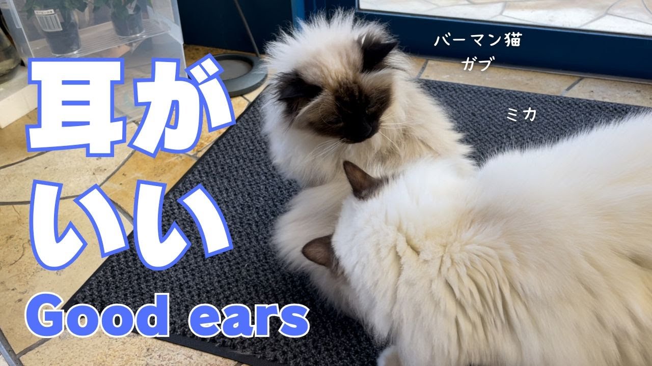 バーマン猫ラフとガブとミカ【耳がいい】Good ears（バーマン猫）Birman/Cat