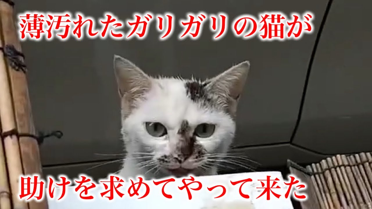 薄汚れお腹を空かせた猫が突然やって来ました