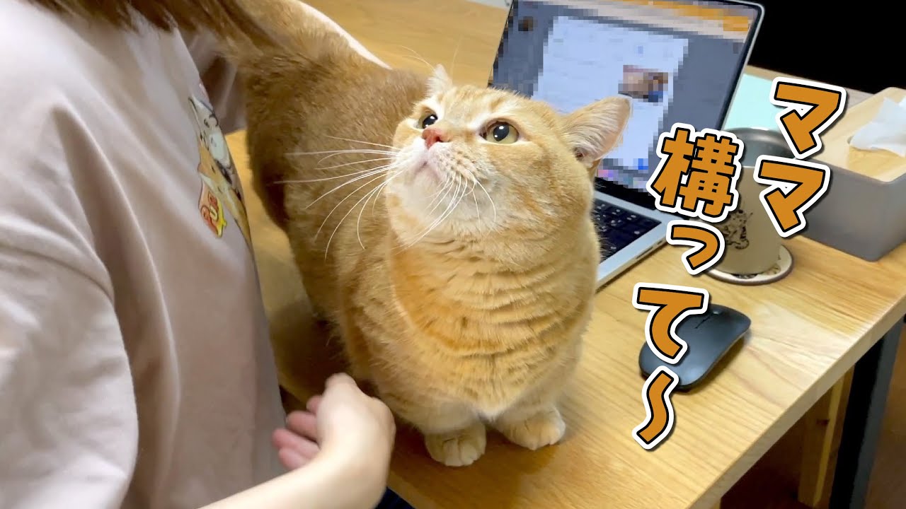 ごはんの時間になると構ってアピールをする猫が可愛すぎる！