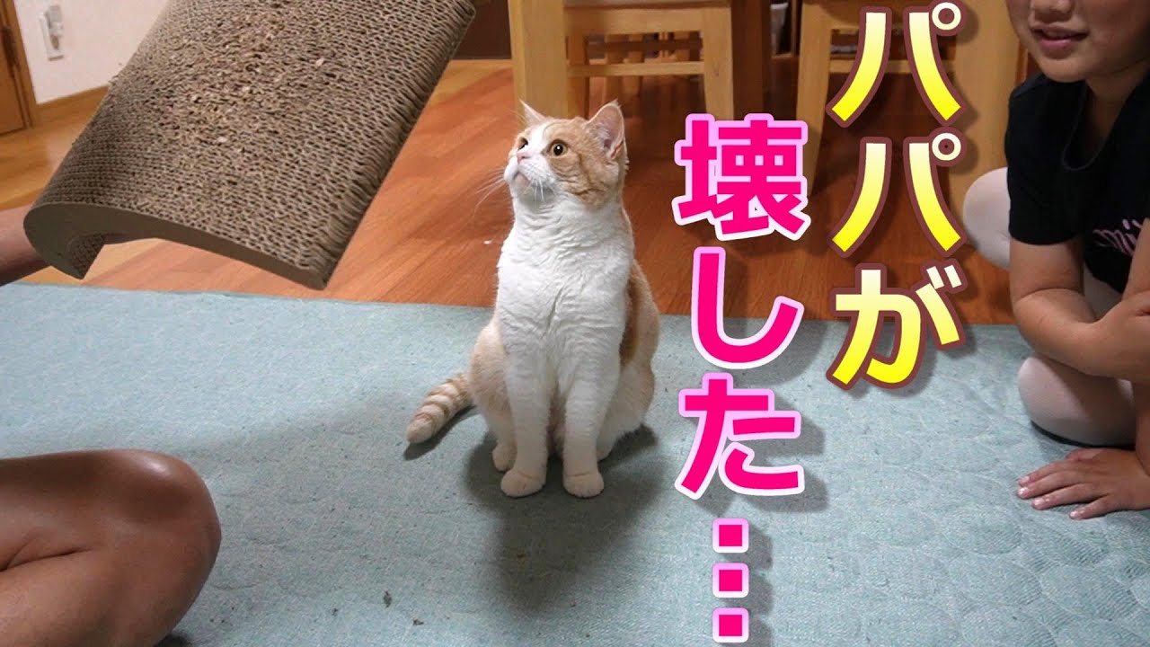 猫に疑いの目で見られるパパ【スコティッシュフォールド】【アビシニアン】