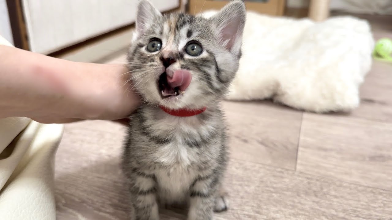 ごちそうさまの報告に来る子猫【かぐ告兄妹日記#18】Kitten coming to tell you thanks for the food.