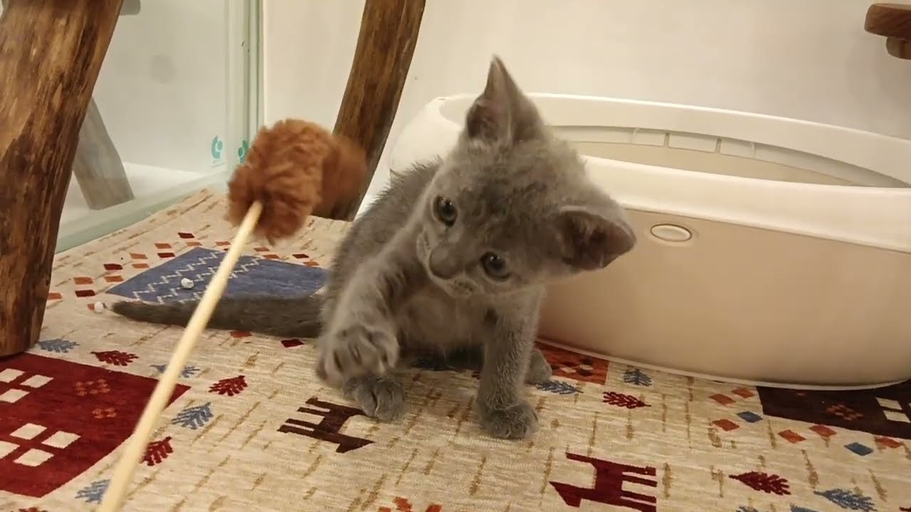 ロシアンブルー　女の子　2024/5/2生まれ