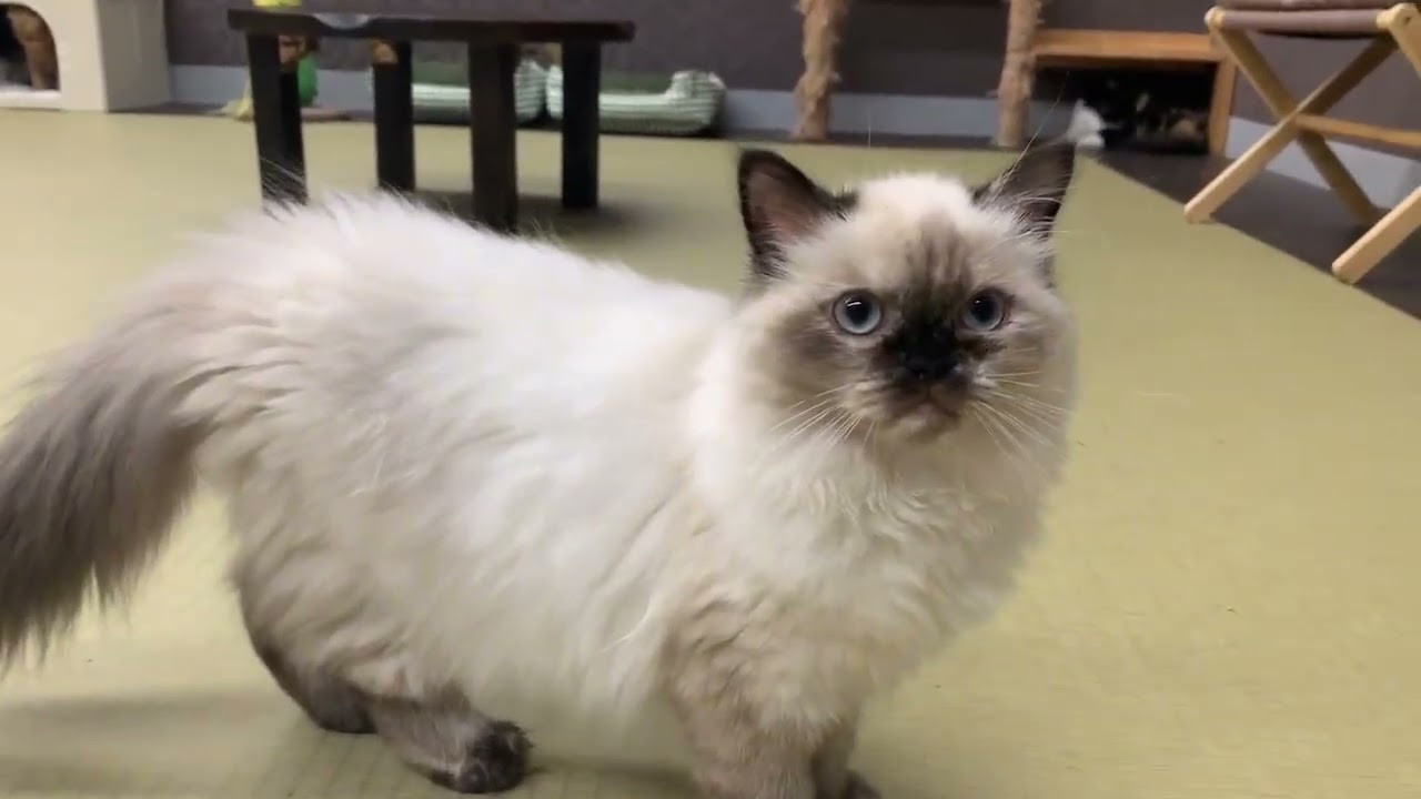 Coo&RIKU　No.670433　ヒマラヤン