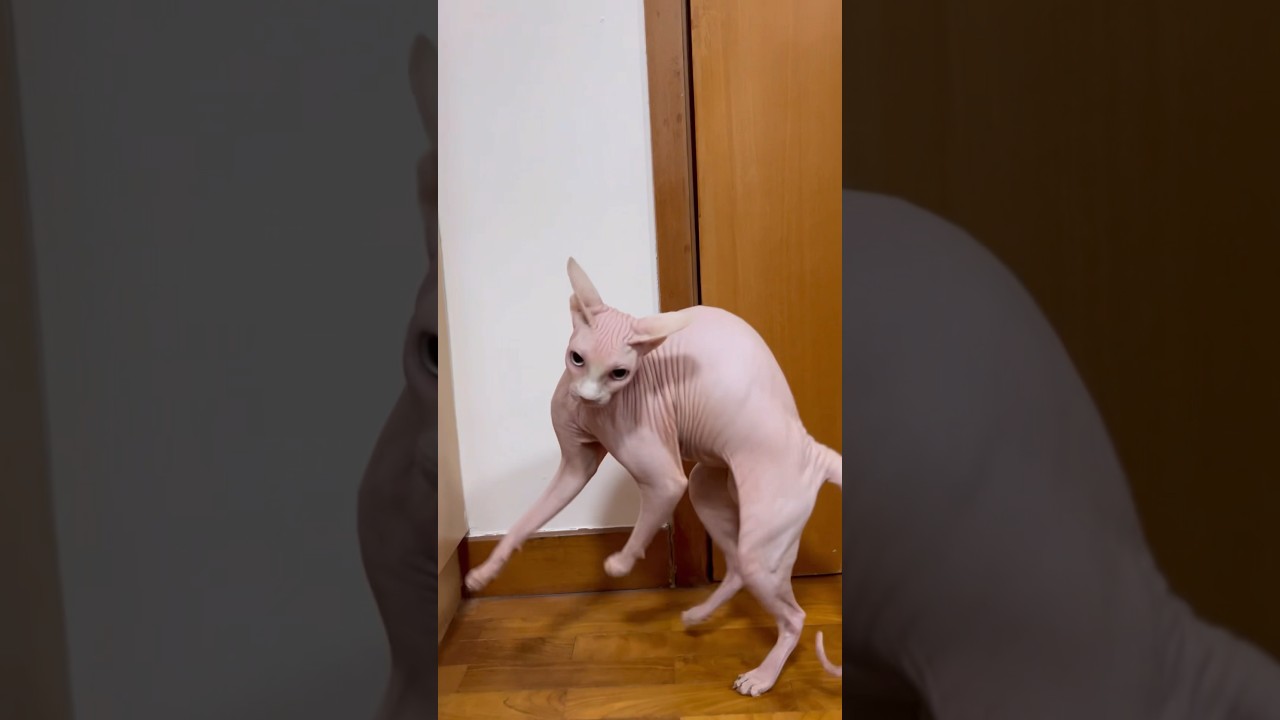 しゃべりながら荒ぶる毛のない猫ww【スフィンクス猫】