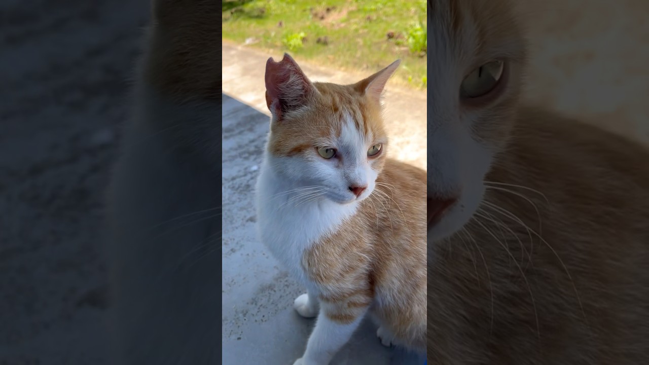 茶白にゃんこちゃん今噛もうとしたでちょ　　#ネコ #cats #cat #kitty