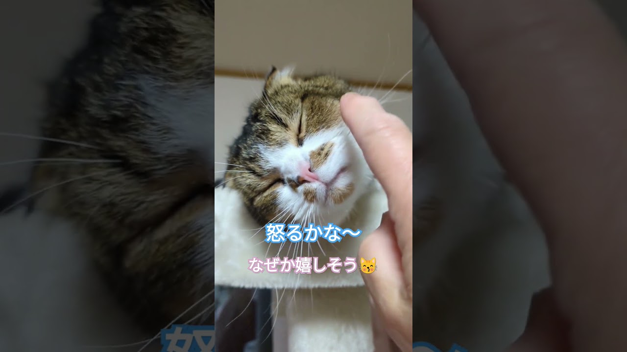 何回タップしたら怒るかな？のはずが…#shorts #スコティッシュフォールド折れ耳