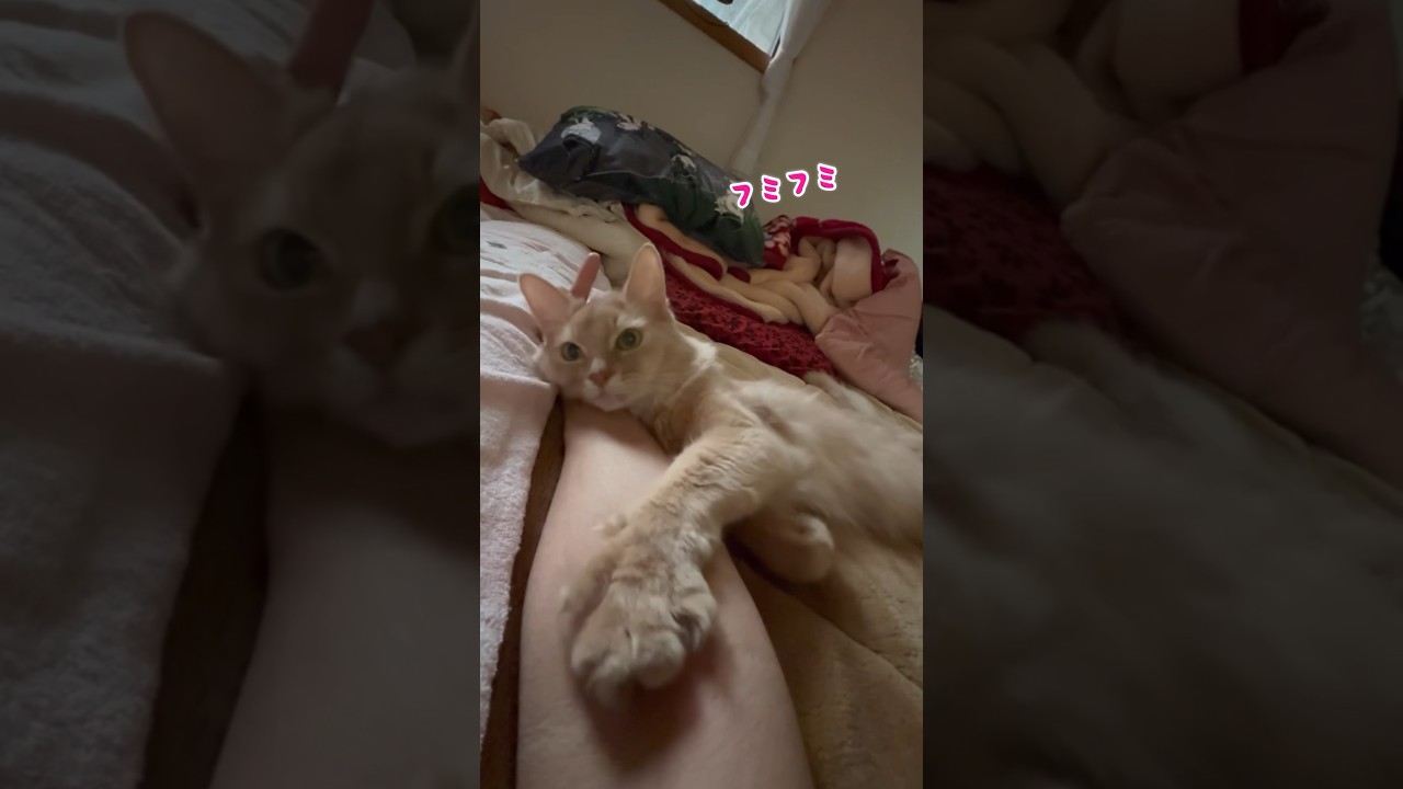 おっさんを癒す猫#shorts #猫#ソマリ