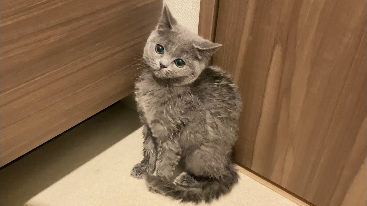 はじめてのお風呂【ブリティッシュショートヘア】