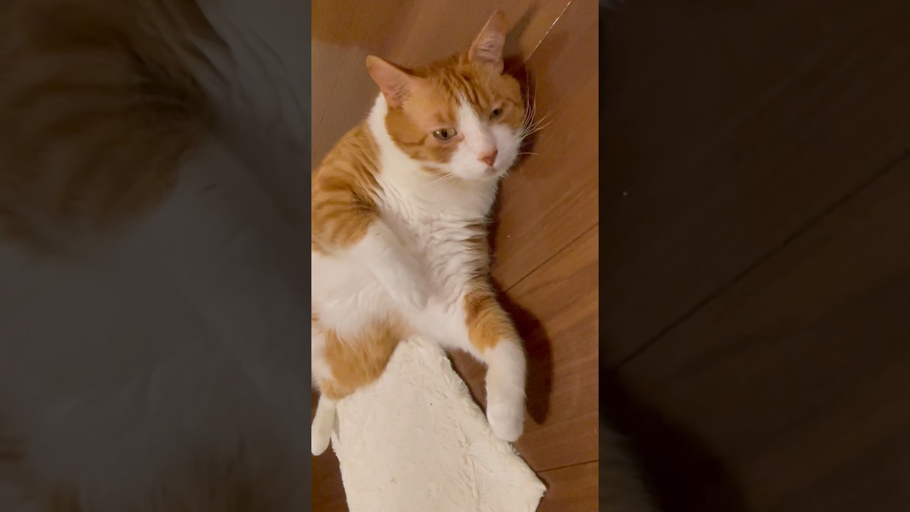 俺はデブとちゃう、モフッとしてる8キロの猫やから #shorts #猫動画