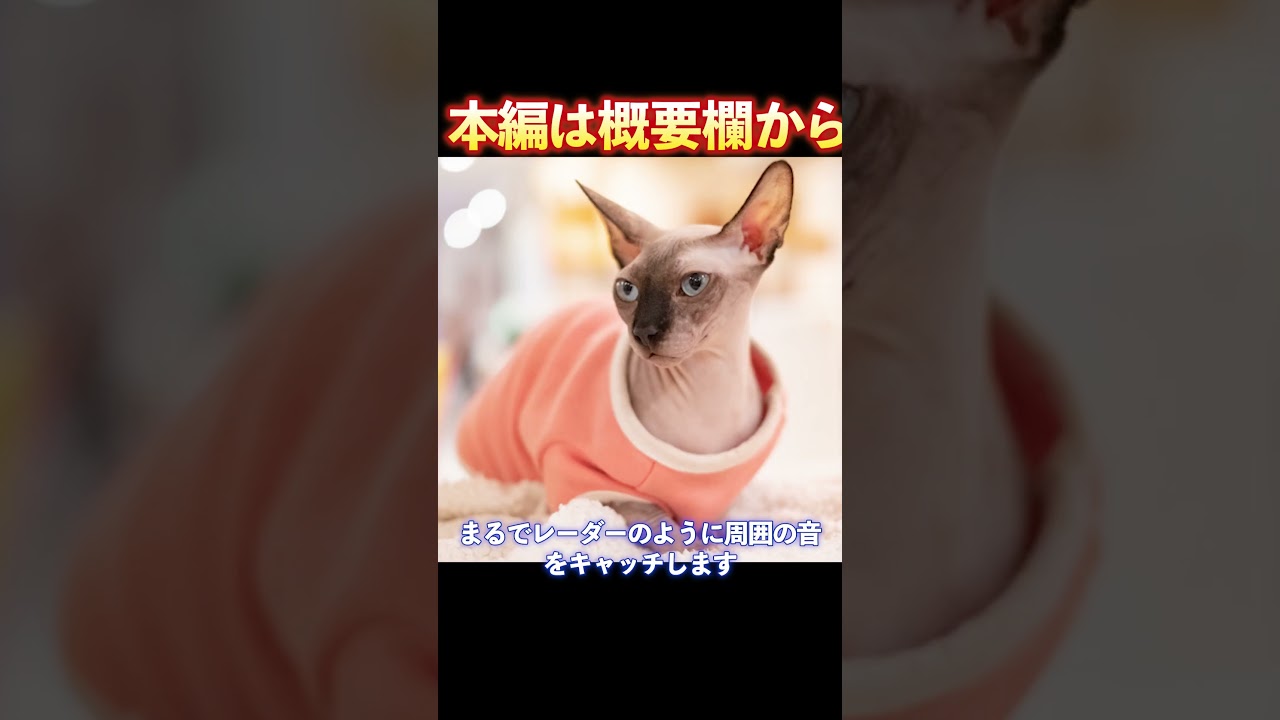【本編は概要欄から】スフィンクスってどんな猫？ユニークな歴史と特長を解説_#世界の犬猫動物CH_#shorts