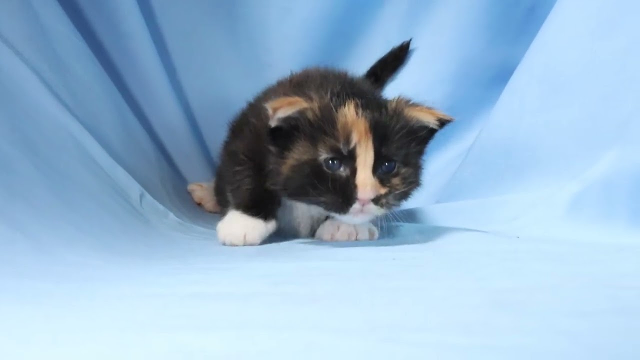 生後20日メインクーン子猫たかしなちゃん