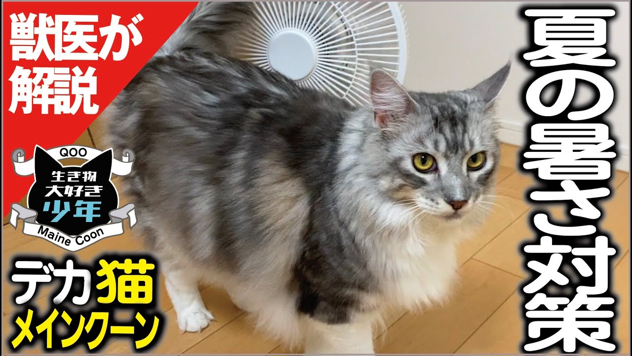 【メインクーン】猫の夏の暑さ対策／留守番させる時のクーラー設定温度。扇風機って効果なし？熱中症になった時の症状などを獣医師が解説