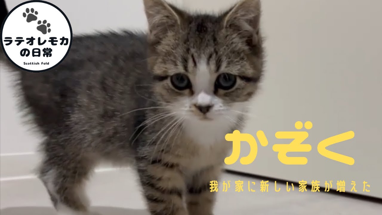 新しい家族が増えました【スコティッシュフォールド】