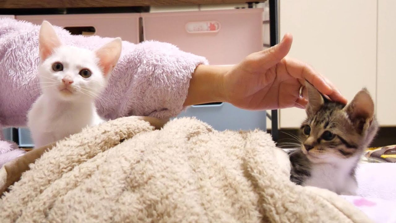 卒業前夜の子猫たち。ママと一緒に最後の夜を過ごす。【赤ちゃん猫　保護猫】