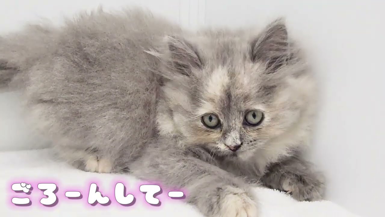 【サイベリアン】ようこそ高井戸店へ