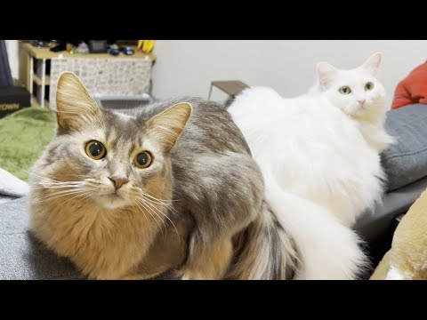 ソファのへりで仲良く過ごすソマリとマンチカン