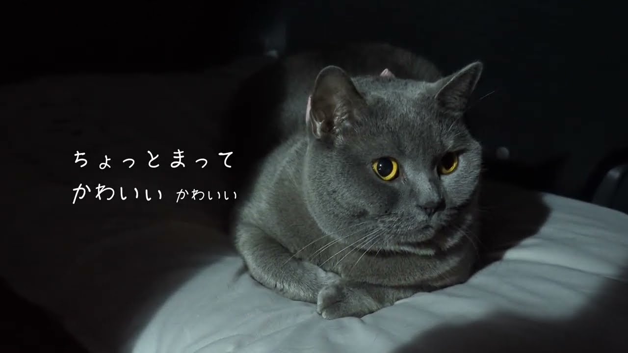 【注意】飼い猫が好きすぎる飼い主の独り言。