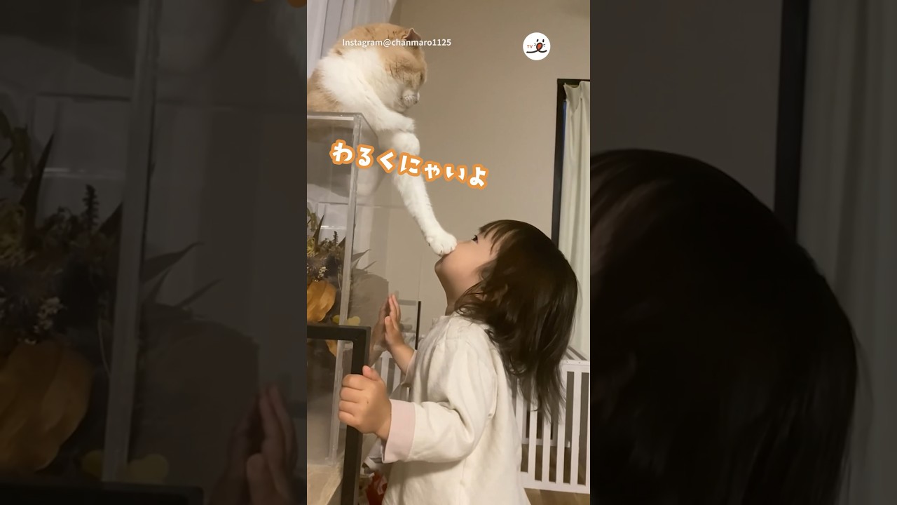 この若さで肉球の虜😍🐾｜PECO #スコティッシュフォールド #猫 #愛猫家 #猫のいる暮らし #scottishfold #cat #catlover #catlife