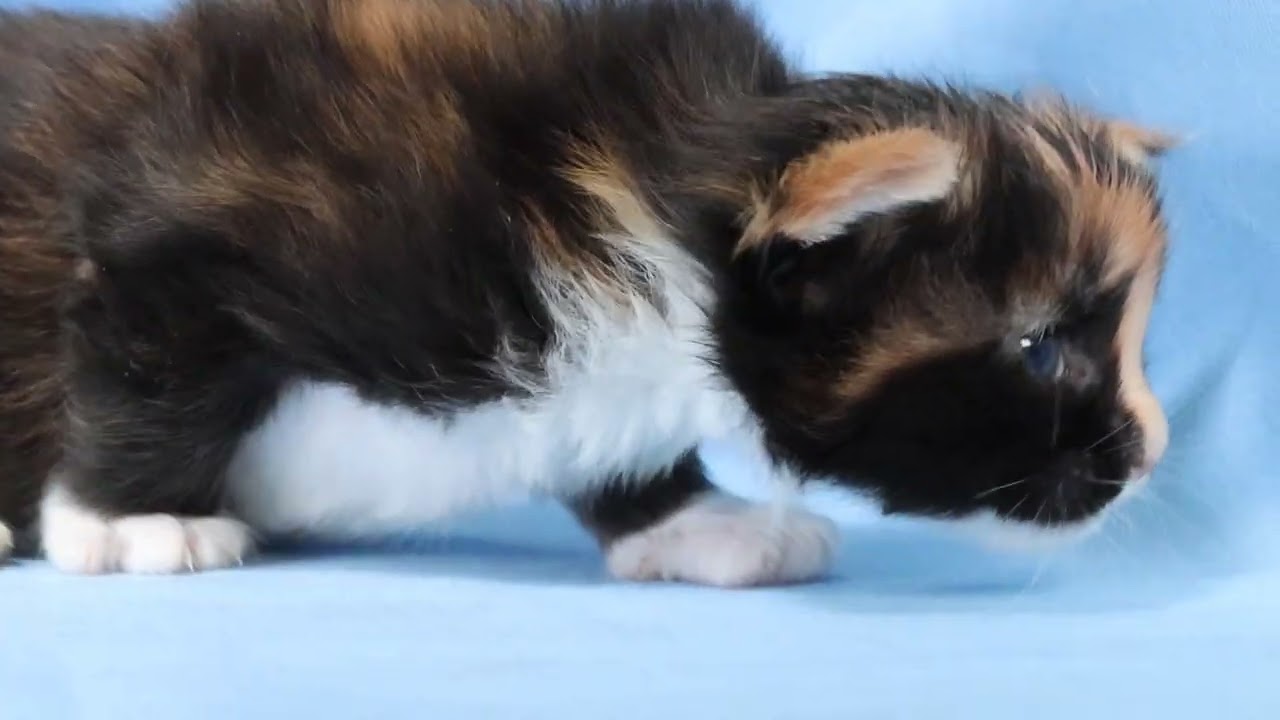 生後20日メインクーン子猫たかしなちゃん