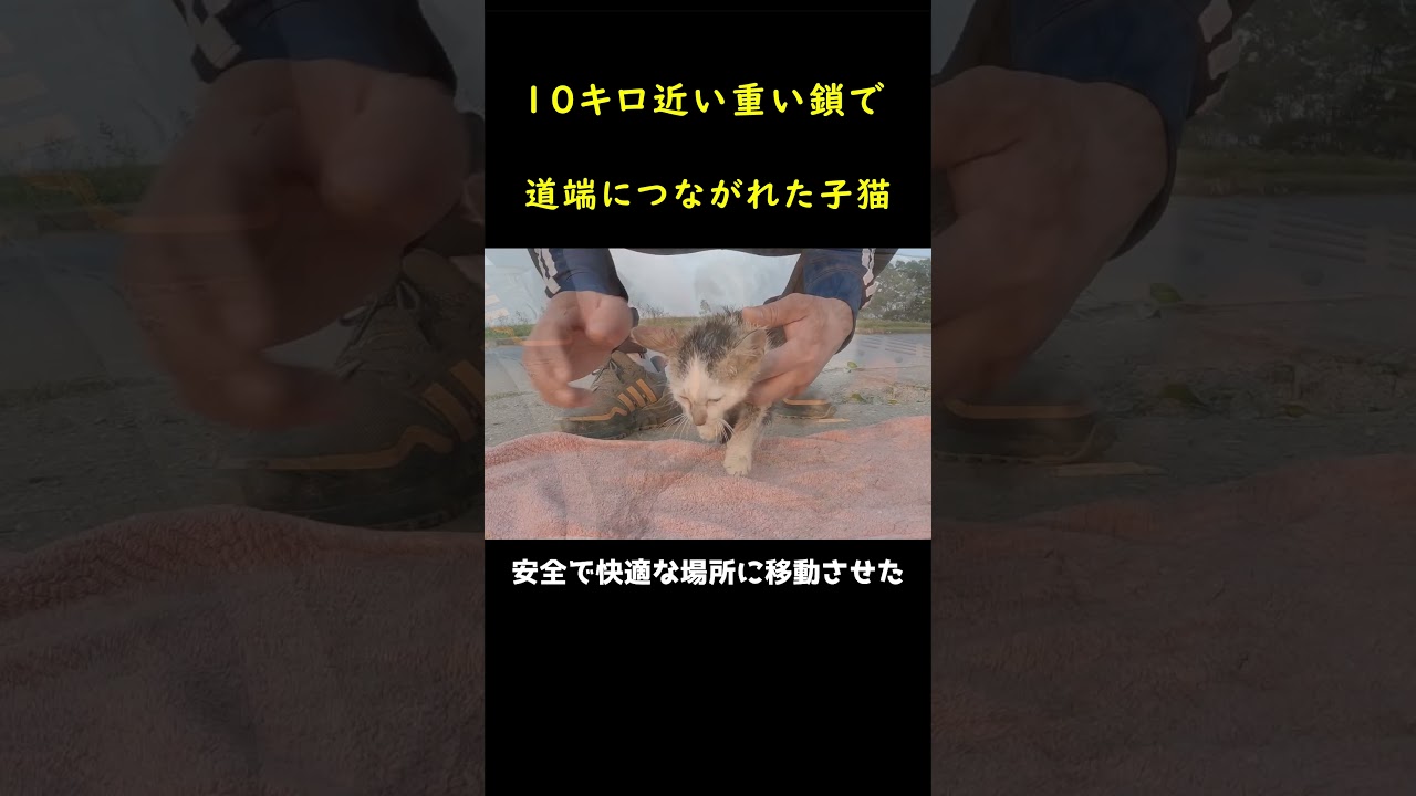 １０キロの鎖に繋がれた幼い子猫！！🐈