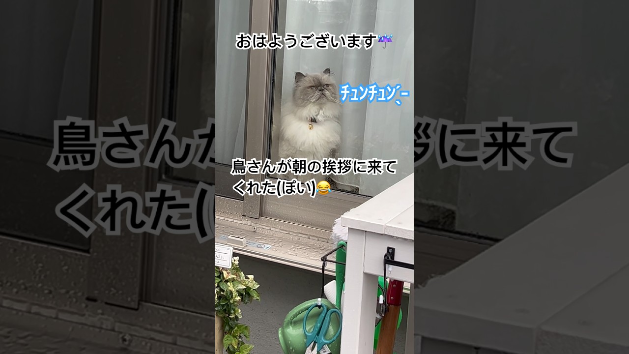 朝の挨拶されてたヒマラヤンのマーベル🐈 #shorts #猫のいる暮らし #ヒマラヤン #cat #マーベル