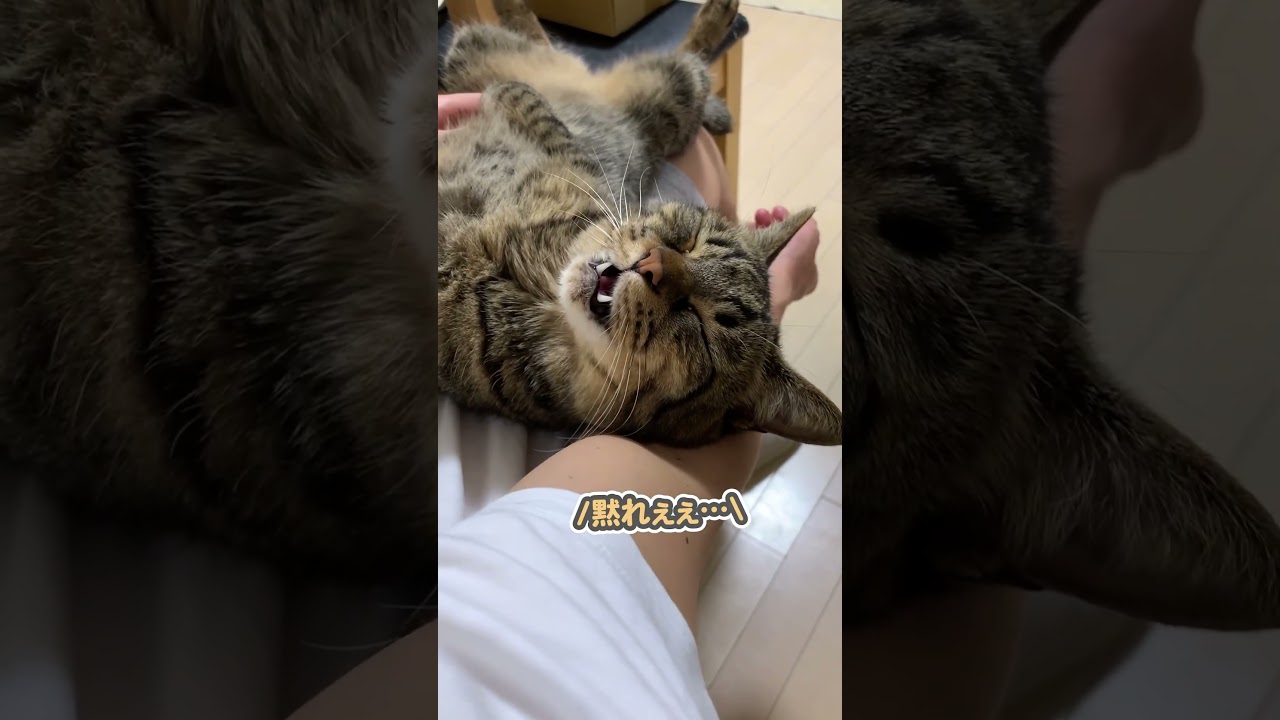 パパのお膝の上で「うにゃうにゃ…」と、可愛くお喋りする猫