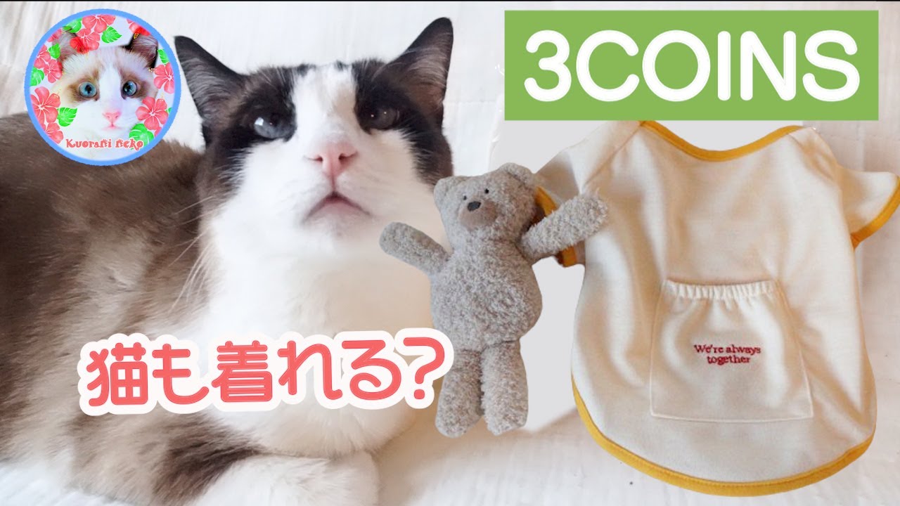 【3COINS】うちのニャンコにスリーコインズの犬服を着せたらこうなりました