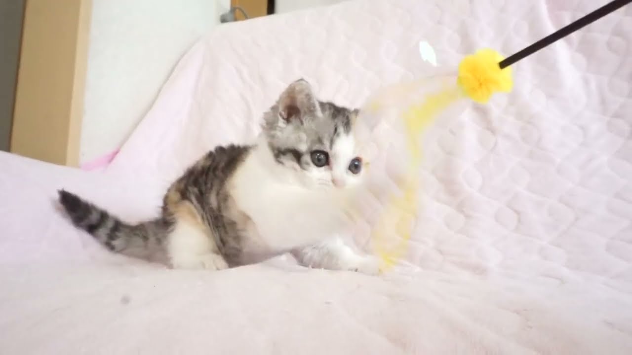 セルカークレックス子猫　2024.5.11産まれ 　ブラウンパッチドタビー＆ホワイト　　女の子　Selkirk Rex　シーダキャット猫のお店