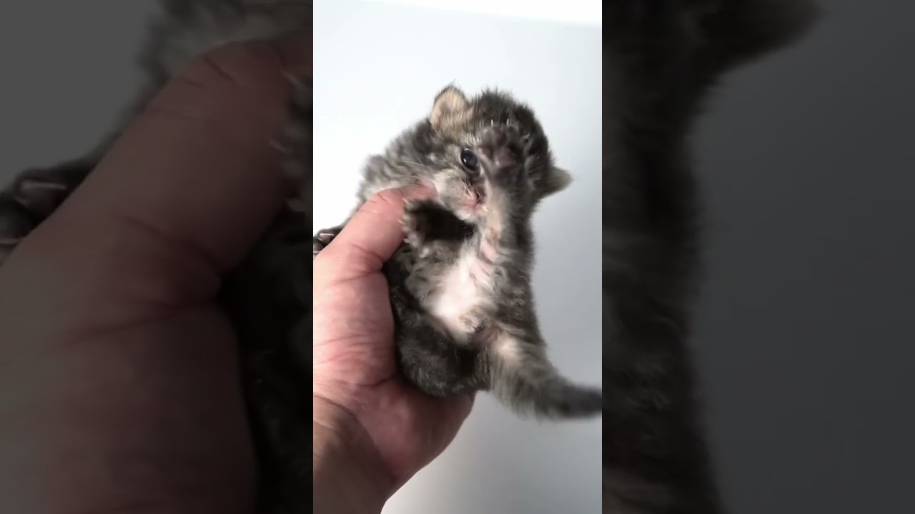 サイベリアンの赤ちゃん。 #siberian #siberiancat